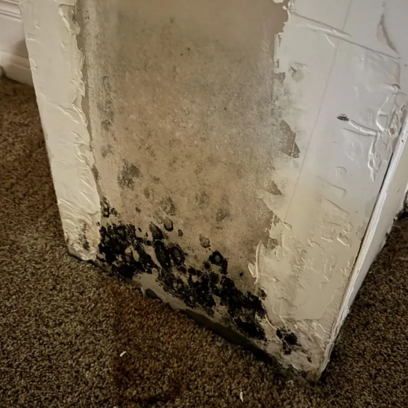 Professional Mold Removal in Claremont, NC